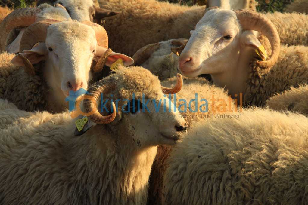 Kurban Bayramı Ne Zaman?